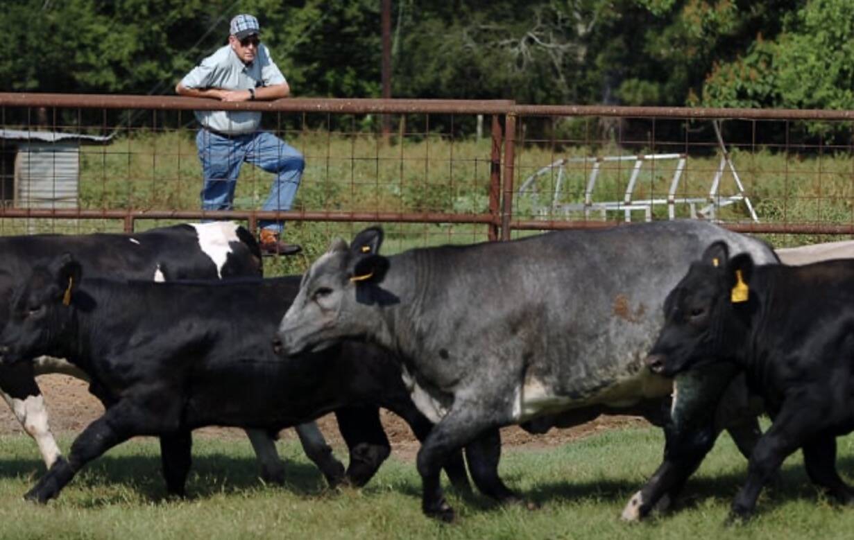 Belgian Blue Cattle | Belle Brook Farms
